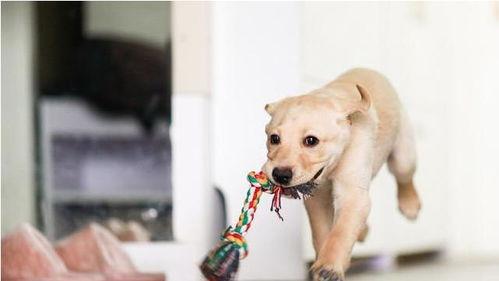 走近科学小狗长大娱乐吃瓜酱,揭秘小狗长大娱乐吃瓜酱背后的秘密